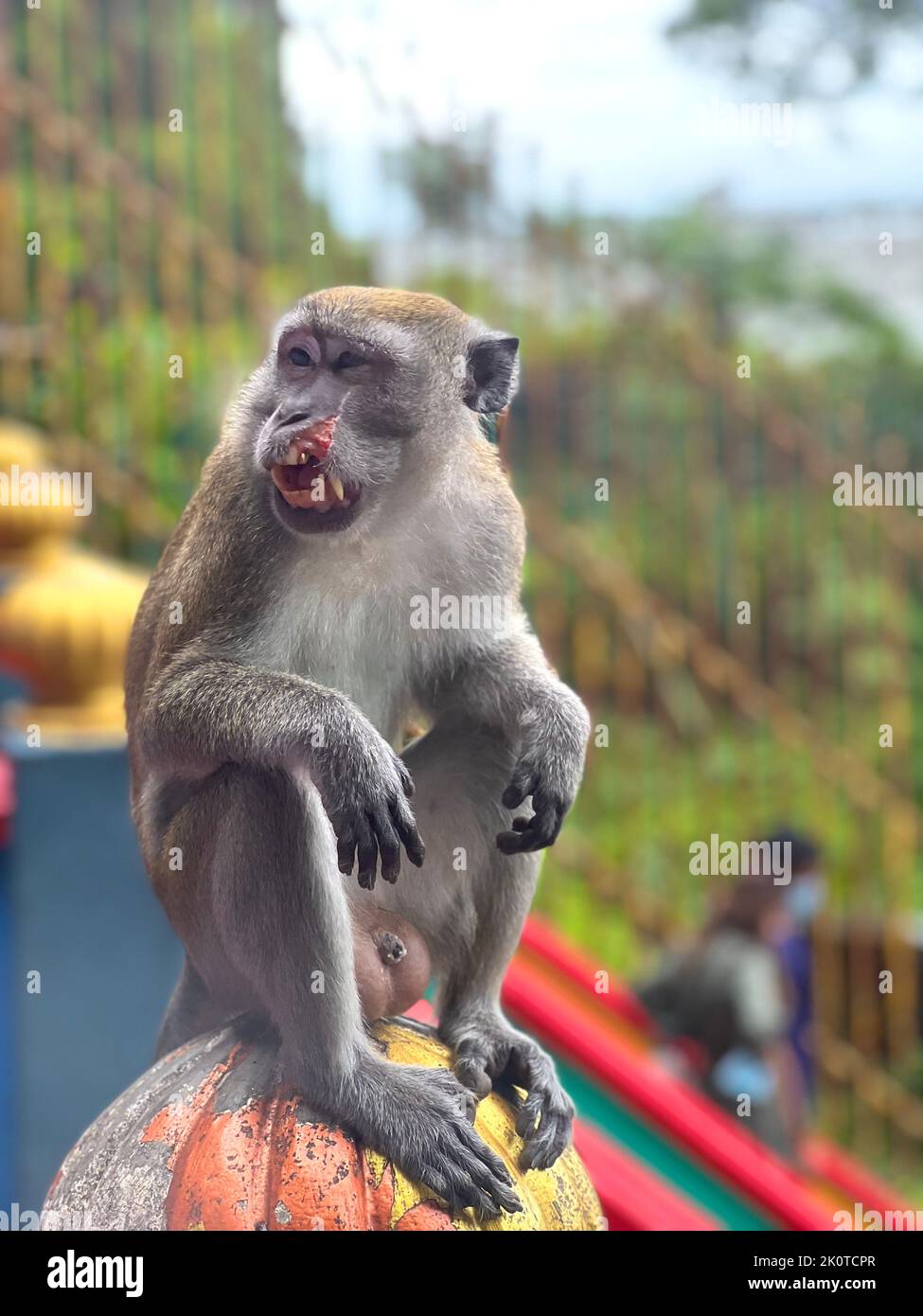 Un gros plan vertical d'un macaque de crabe blessé, Macaca fascicularis. Banque D'Images