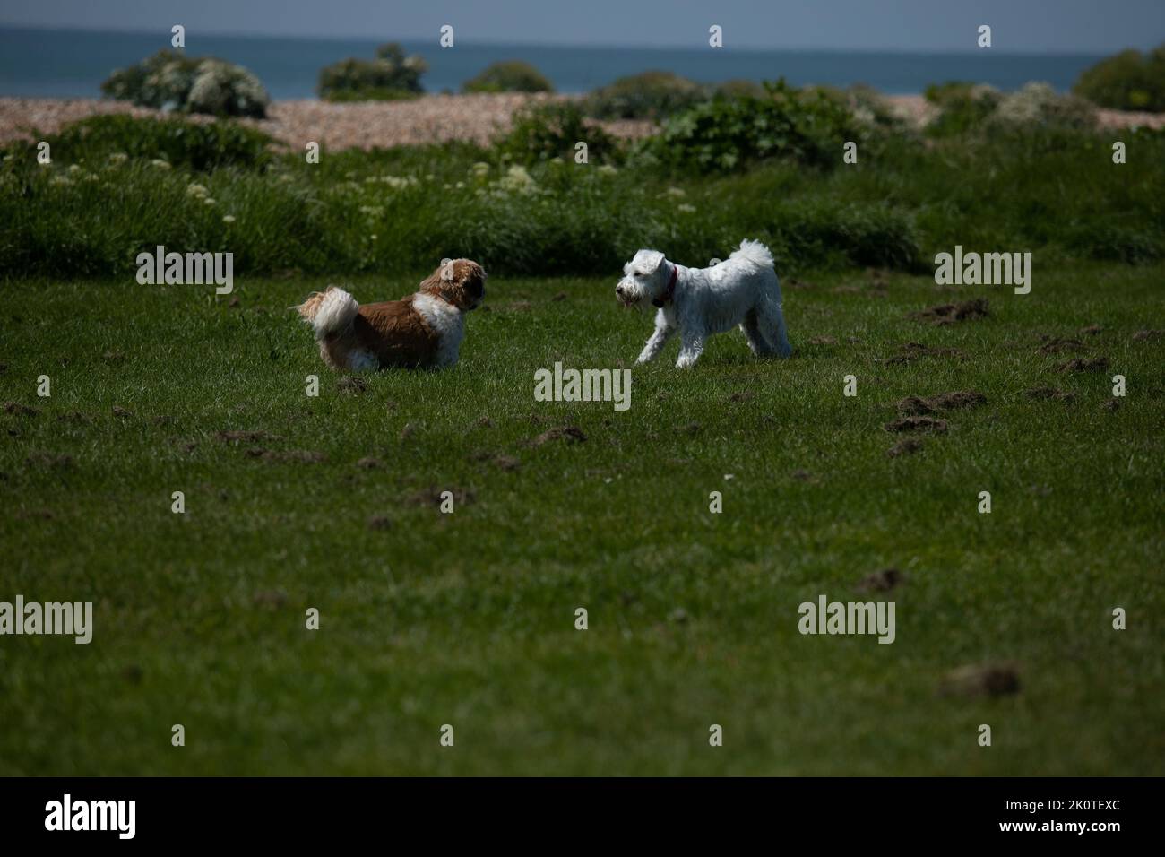 Deux petits chiens jouant sur la plage Banque D'Images
