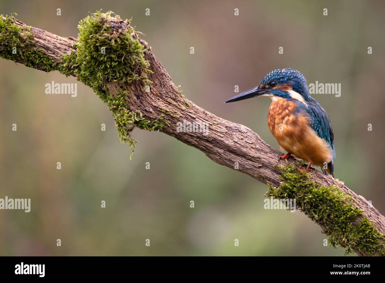 Le mâle Kingfisher repose sur sa perche tout en observant son territoire. Banque D'Images