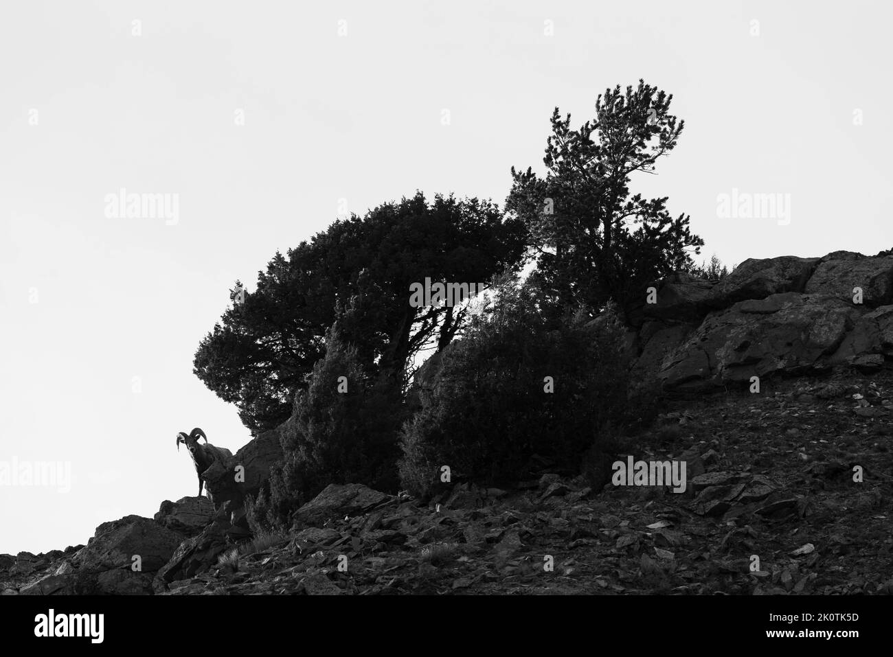 Un bélier de mouflon de Bighorn piquant sur une ridgeline des arbres. Réserve nationale d'élans, Wyoming Banque D'Images