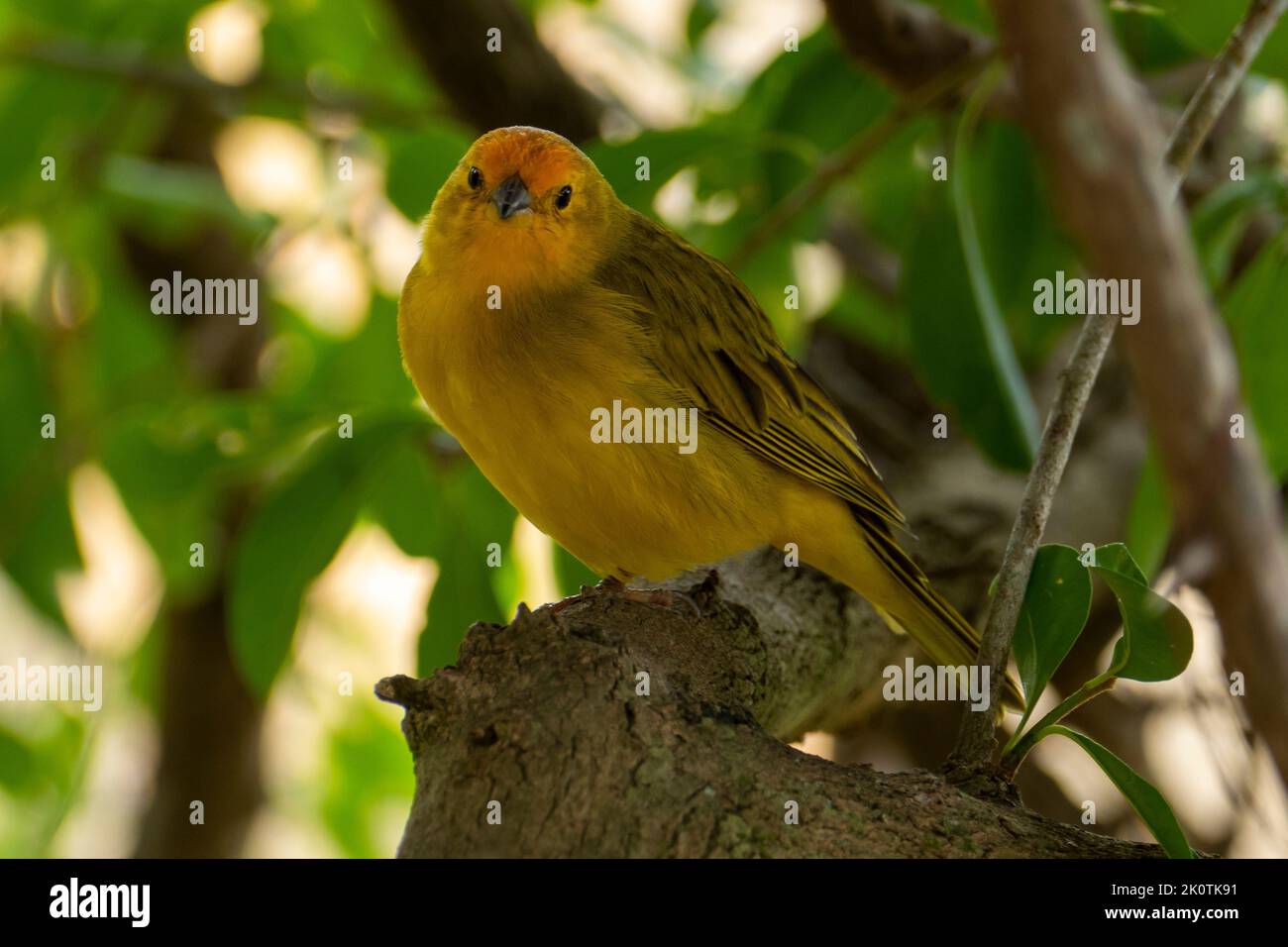 Canari atlantique, un petit oiseau sauvage brésilien. Le Crithagra flaviventris jaune canari est un petit oiseau de passereau de la famille finch. Banque D'Images