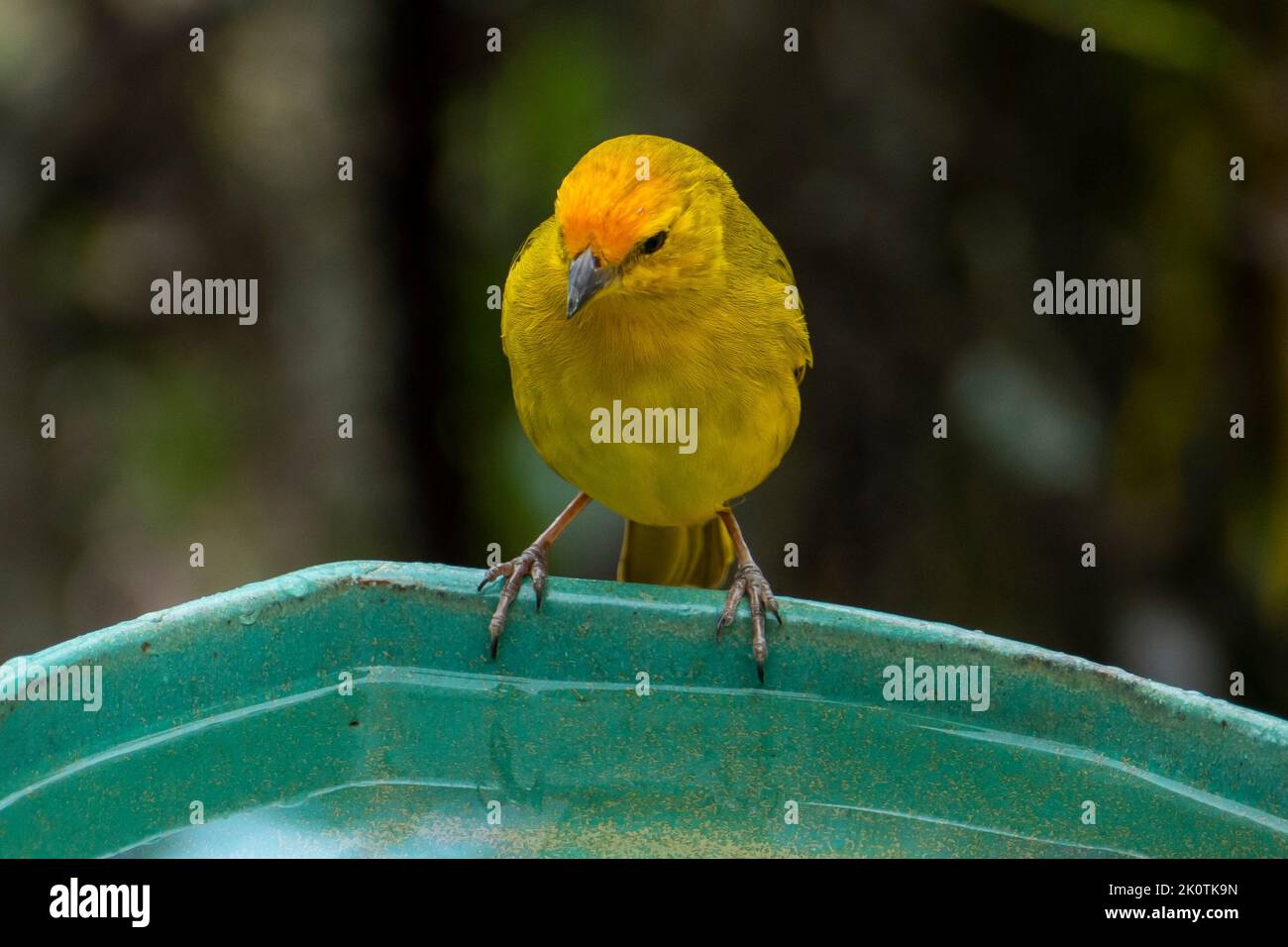 Canari atlantique, un petit oiseau sauvage brésilien. Le Crithagra flaviventris jaune canari est un petit oiseau de passereau de la famille finch. Banque D'Images