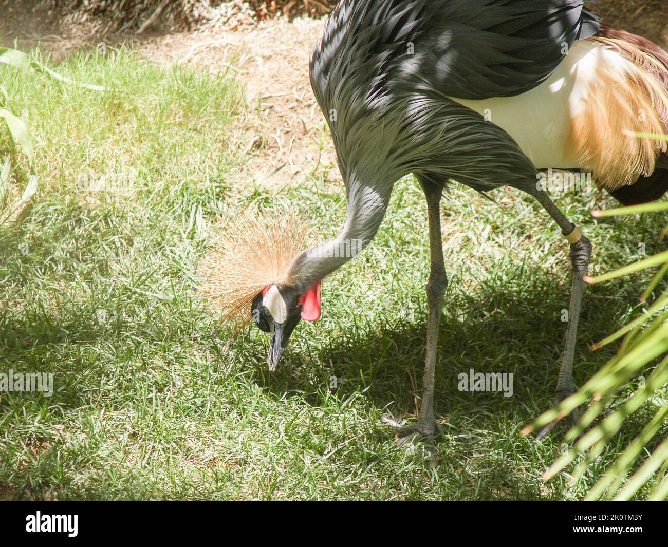 Grue couronnée grise africaine de pâturage, à la recherche d'insectes sur la pelouse. Banque D'Images