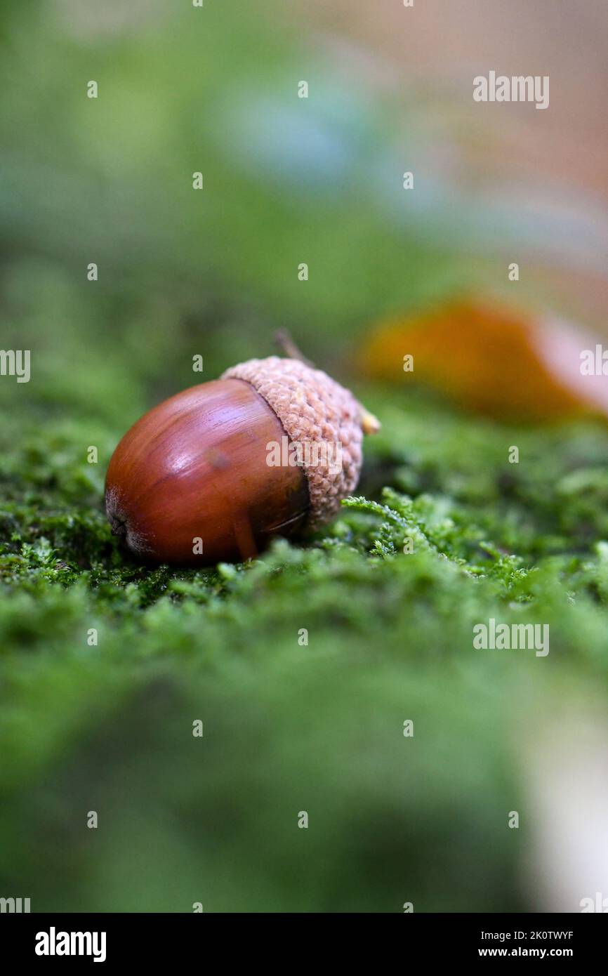 Gros plan ou macro d'un gland en mousse dans la forêt ou les bois Banque D'Images