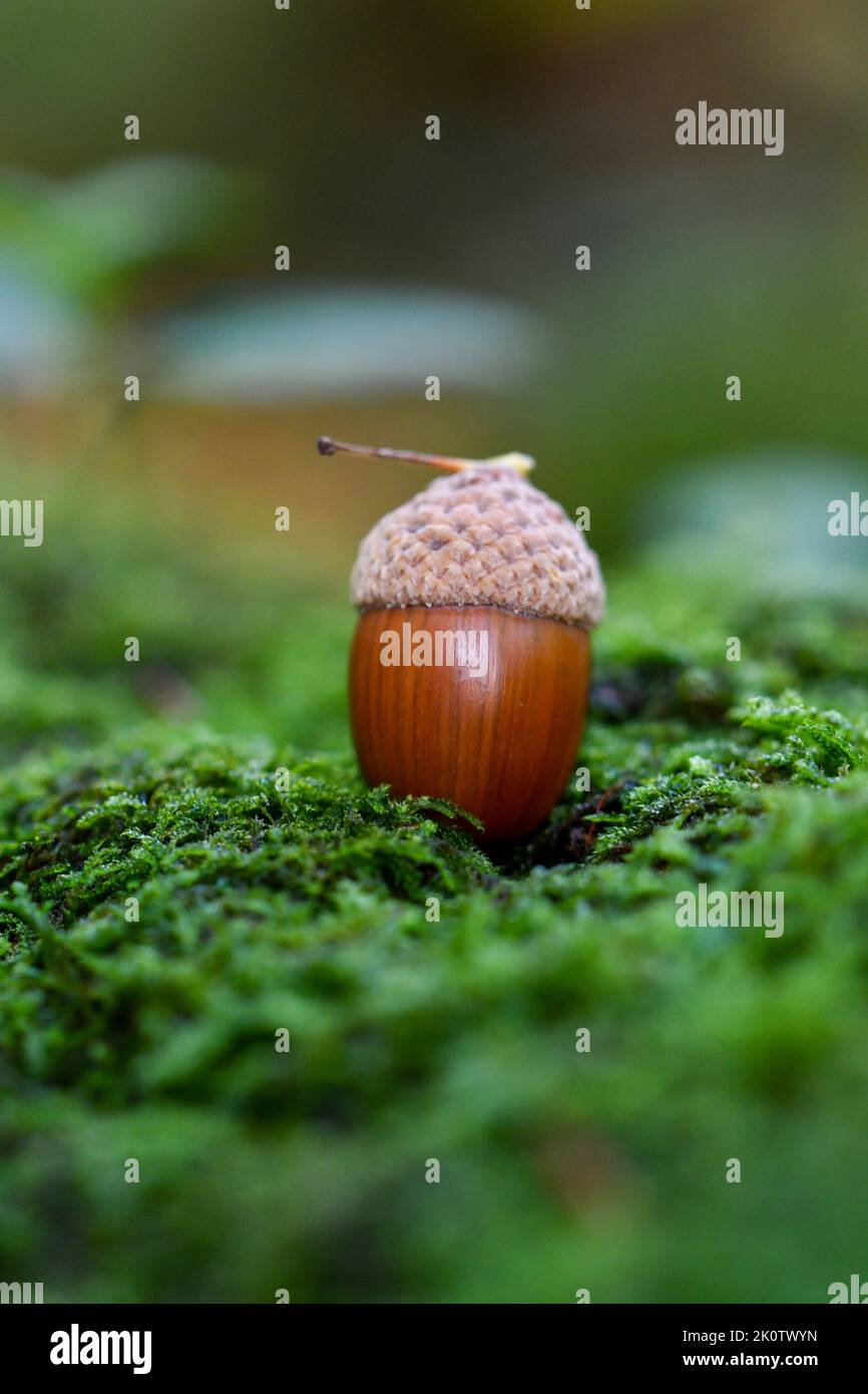 Gros plan ou macro d'un gland en mousse dans la forêt ou les bois Banque D'Images