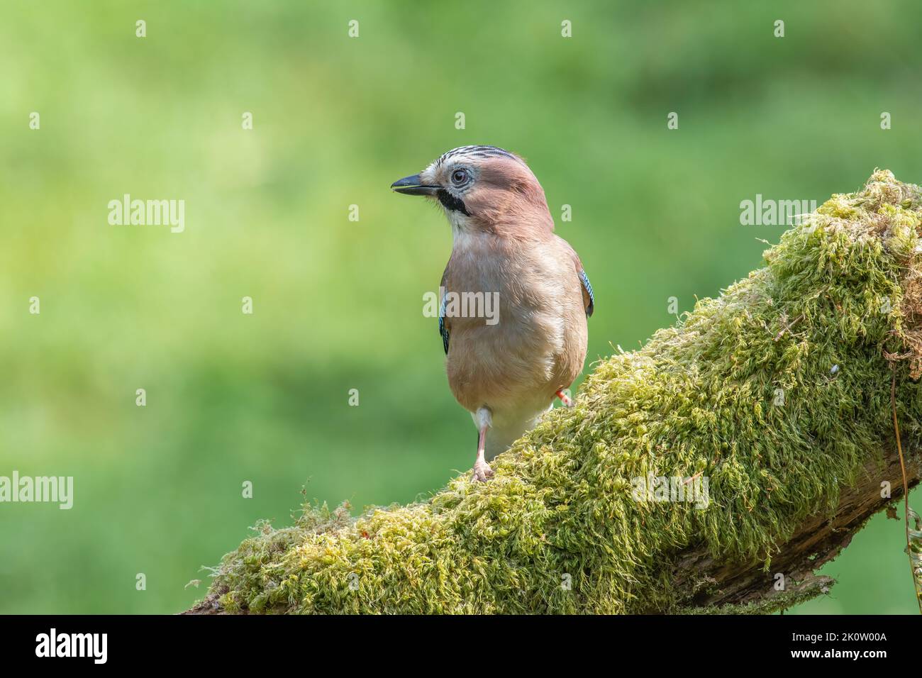 Jay eurasien, Garrulus Glandarius, perché sur une bûche recouverte de mousse sur un fond vert flou Banque D'Images