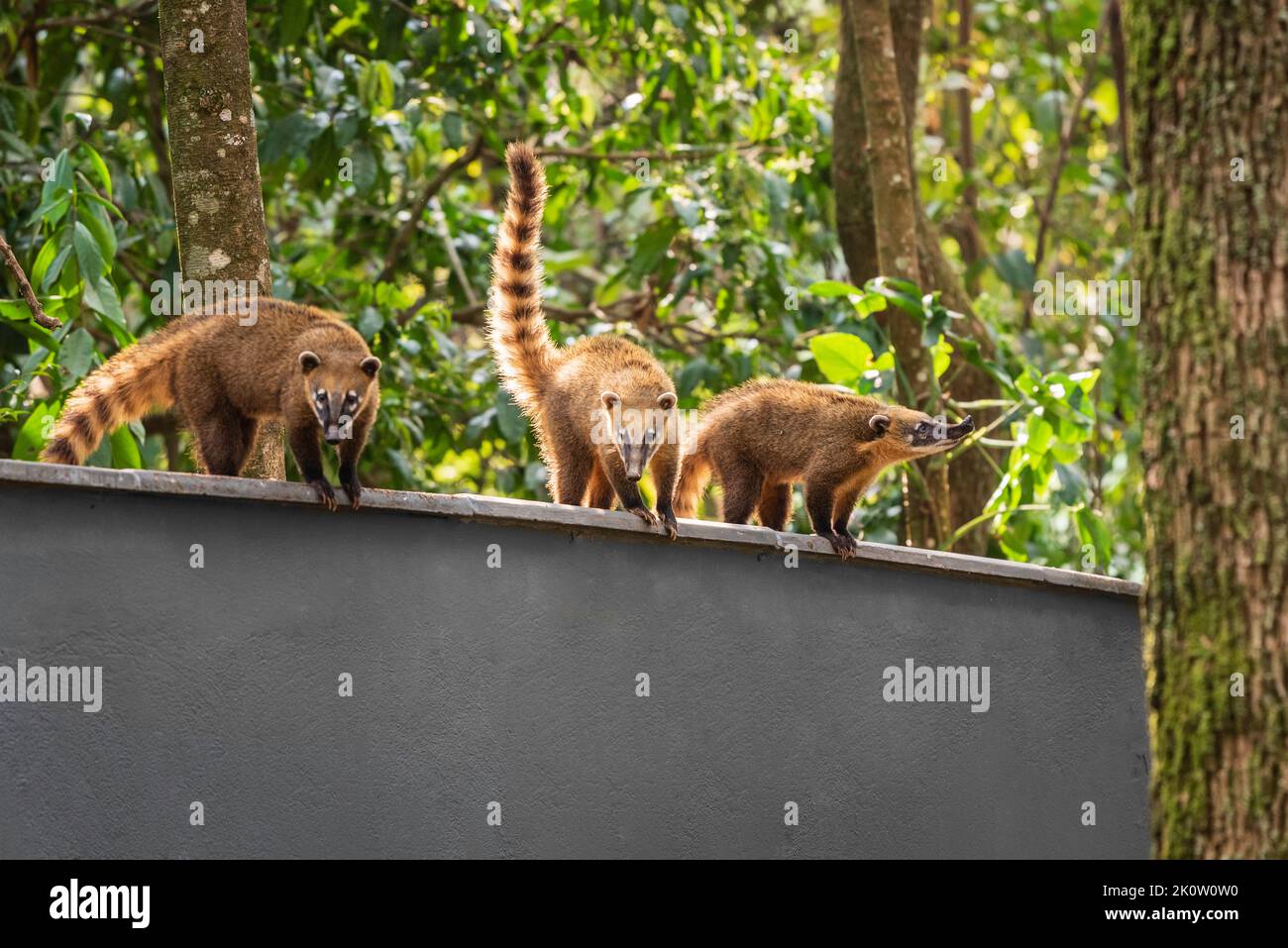 Trois Coatis sud-américains perchés sur un mur gris avec une forêt en arrière-plan à Belo Horizonte, Minas Gerais, Brésil. Banque D'Images