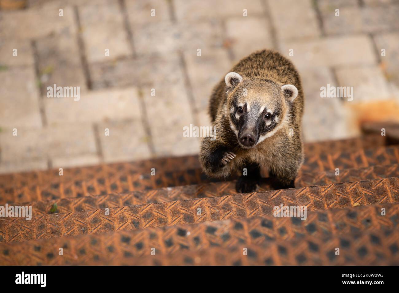 Rring-queue Coati escalade des escaliers métalliques rouillés à Belo Horizonte, Minas Gerais, Brésil. Banque D'Images