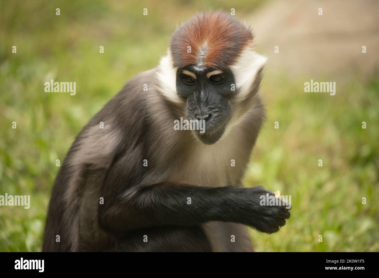 Singe Mangabey couronné de cerisier relaxant et bâillant à l'extérieur Banque D'Images