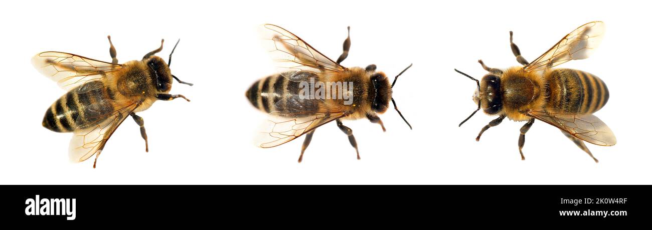 Groupe d'abeilles ou d'abeilles mellifera latines Apis, abeilles européennes ou occidentales isolées sur fond blanc, abeilles dorées Banque D'Images