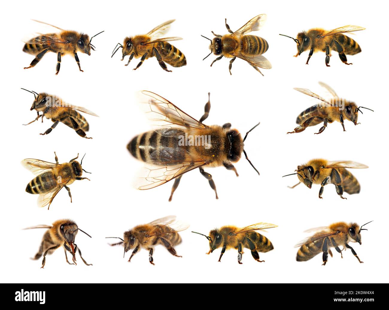 Groupe d'abeilles ou d'abeilles mellifera latines Apis, abeilles européennes ou occidentales isolées sur fond blanc, abeilles dorées Banque D'Images