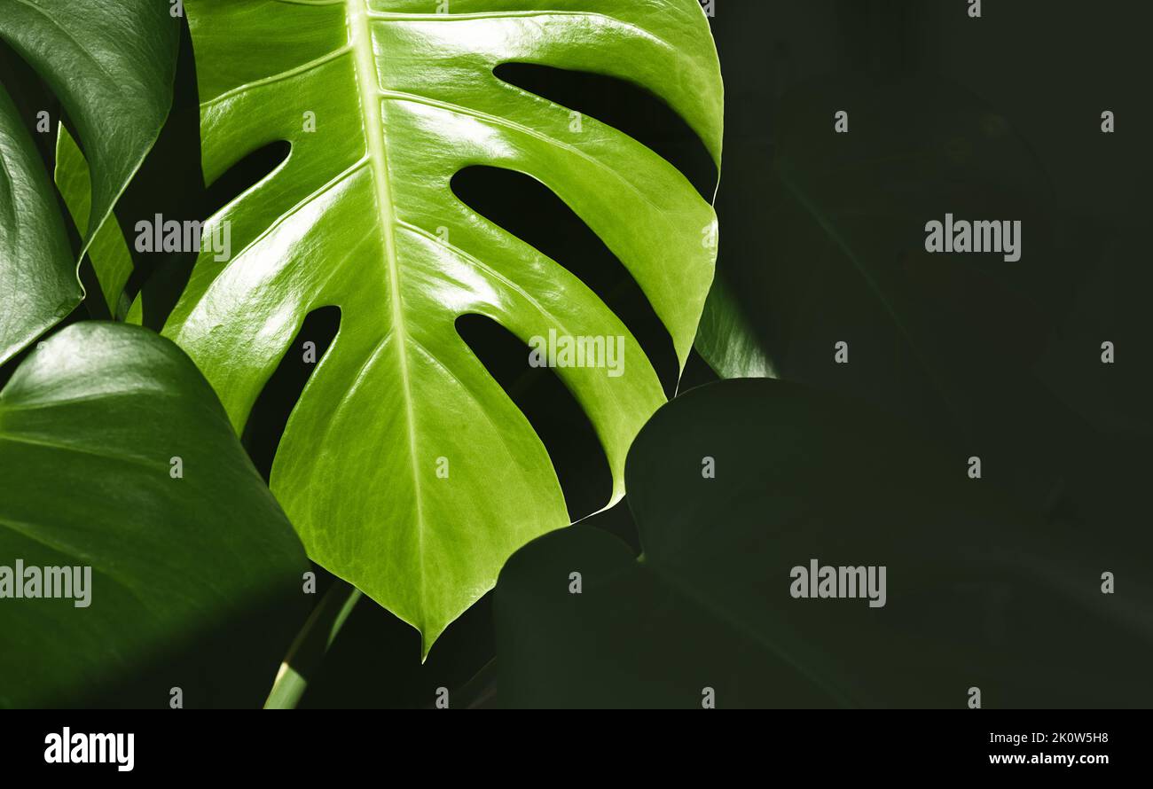 De belles feuilles de Monstera deliciosa ou de la fromagerie suisse en gros plan sur fond sombre, feuilles tropicales en arrière-plan Banque D'Images