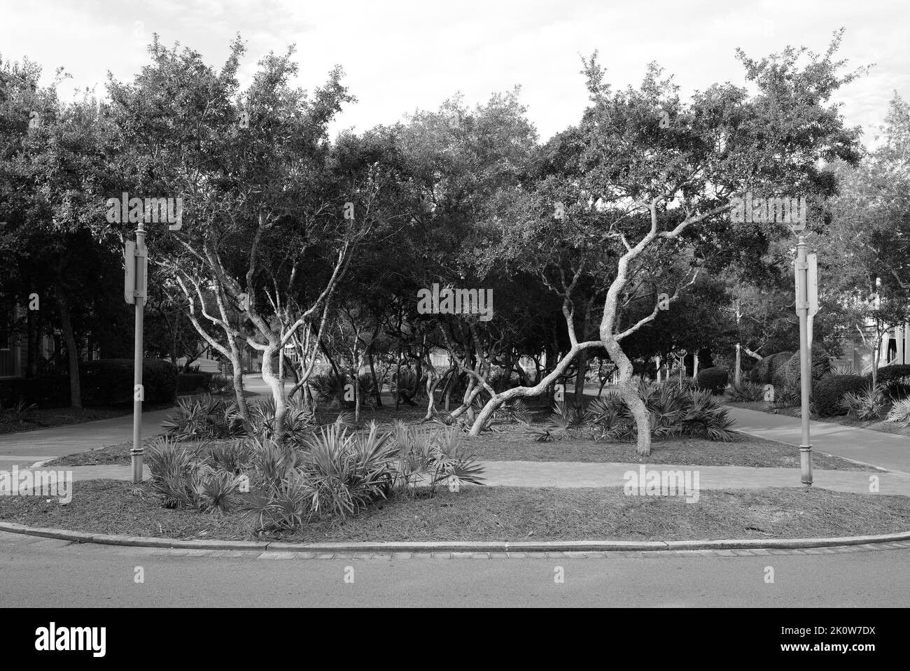 un parc noir et blanc avec de grands arbres Banque D'Images