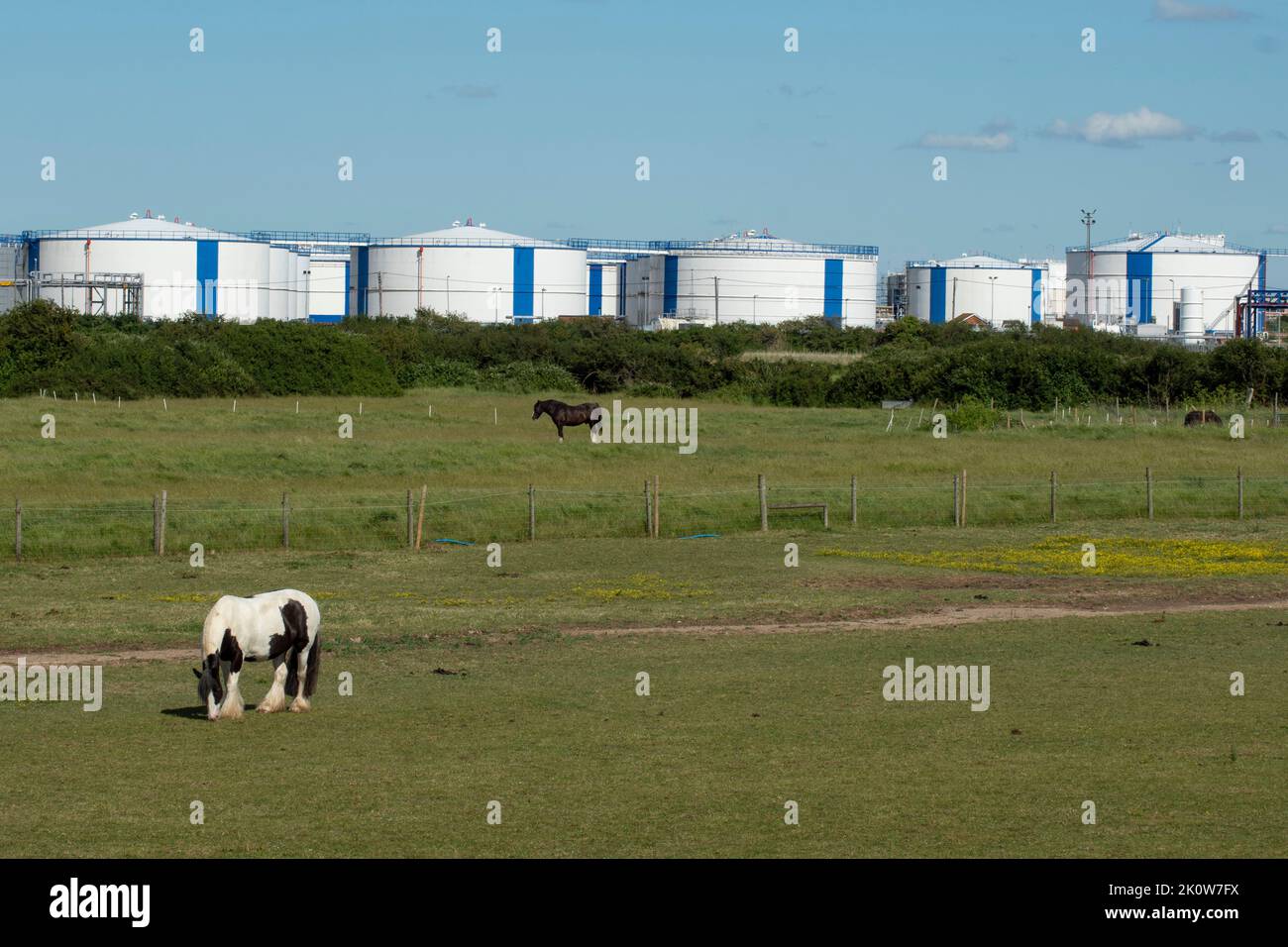 Cheval dans le champ avec des réservoirs de stockage de pétrole en arrière-plan sur l'île de Canvey, Essex, Royaume-Uni, Angleterre. Banque D'Images