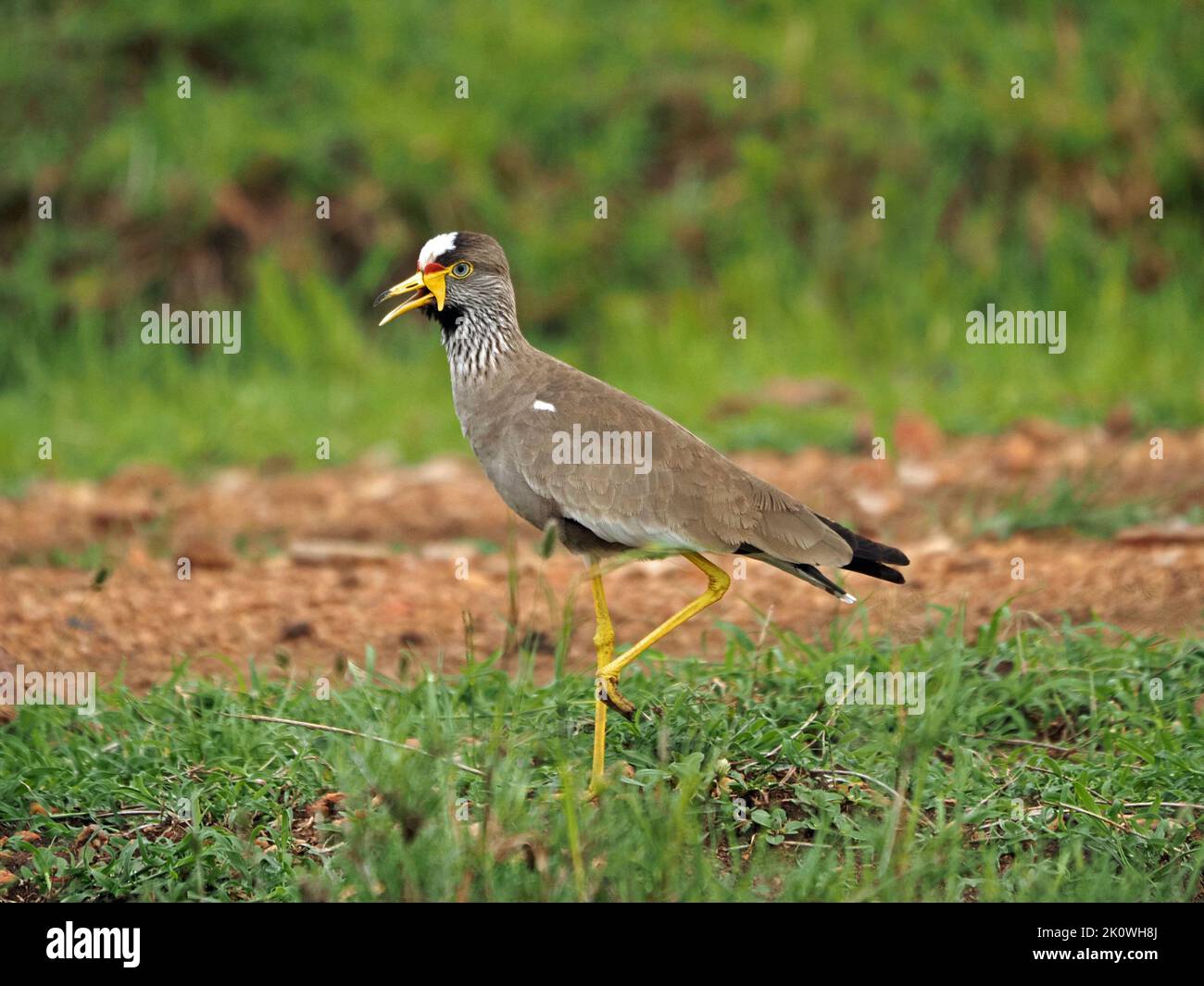 Pluvier wattled Kenya, Afrique Banque D'Images