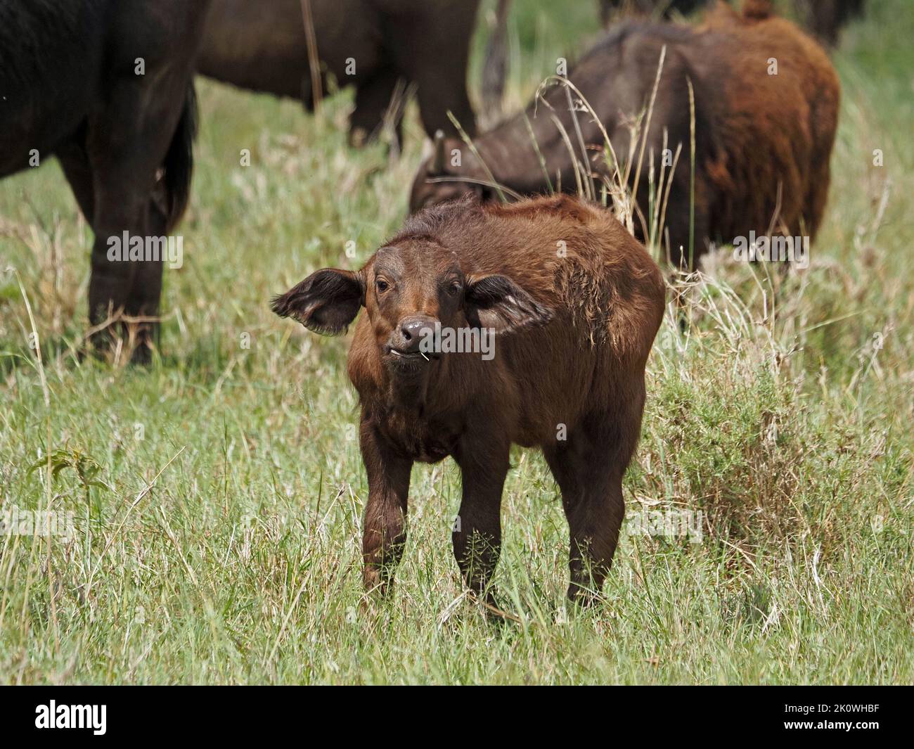 Curieux buffle africain (Syncerus caffer) pâturage de veau avec troupeau en herbe fraîche longue dans la grande Mara Kenya, Afrique Banque D'Images