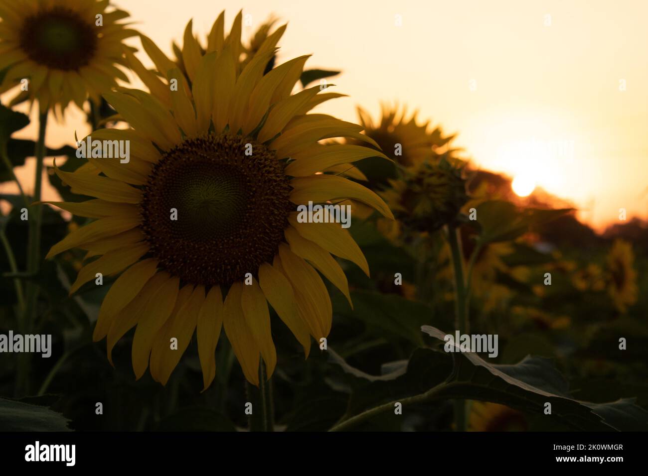 Jardin de tournesol sur le coucher du soleil en soirée dans l'état de Thiruttani Tamilnadu Banque D'Images