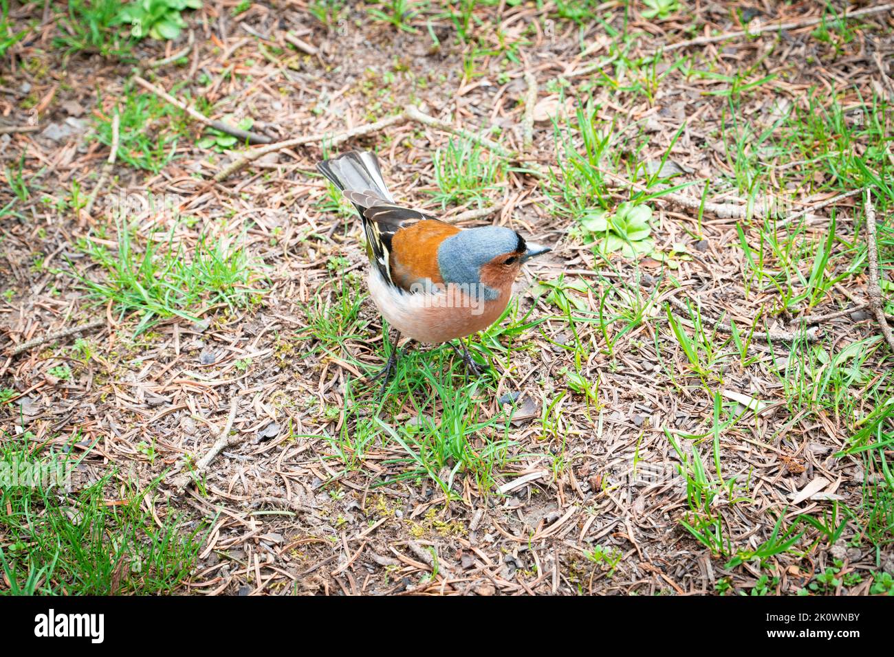 Oiseau Finch. Oiseau de finch coloré dans la forêt. Famille Fringillidae. Mise au point sélective incluse Banque D'Images
