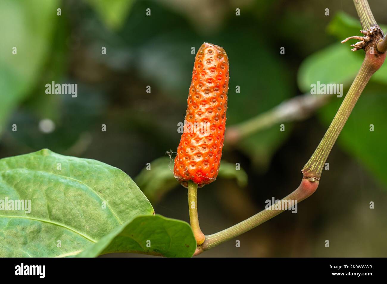Gros plan d'un ancien piment javanais ou d'un retrofratum de piper, de couleur orange, suspendu sur une tige verte avec une surface rugueuse Banque D'Images