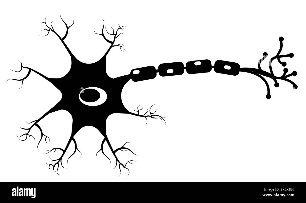 Icône neurone sur fond blanc. Signe de la cellule neurone humaine. Symbole de neurone du cerveau. style plat. Banque D'Images