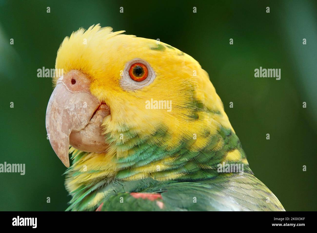 Portrait du magnifique perroquet amazonien à tête jaune au Mexique sur fond vert flou Banque D'Images