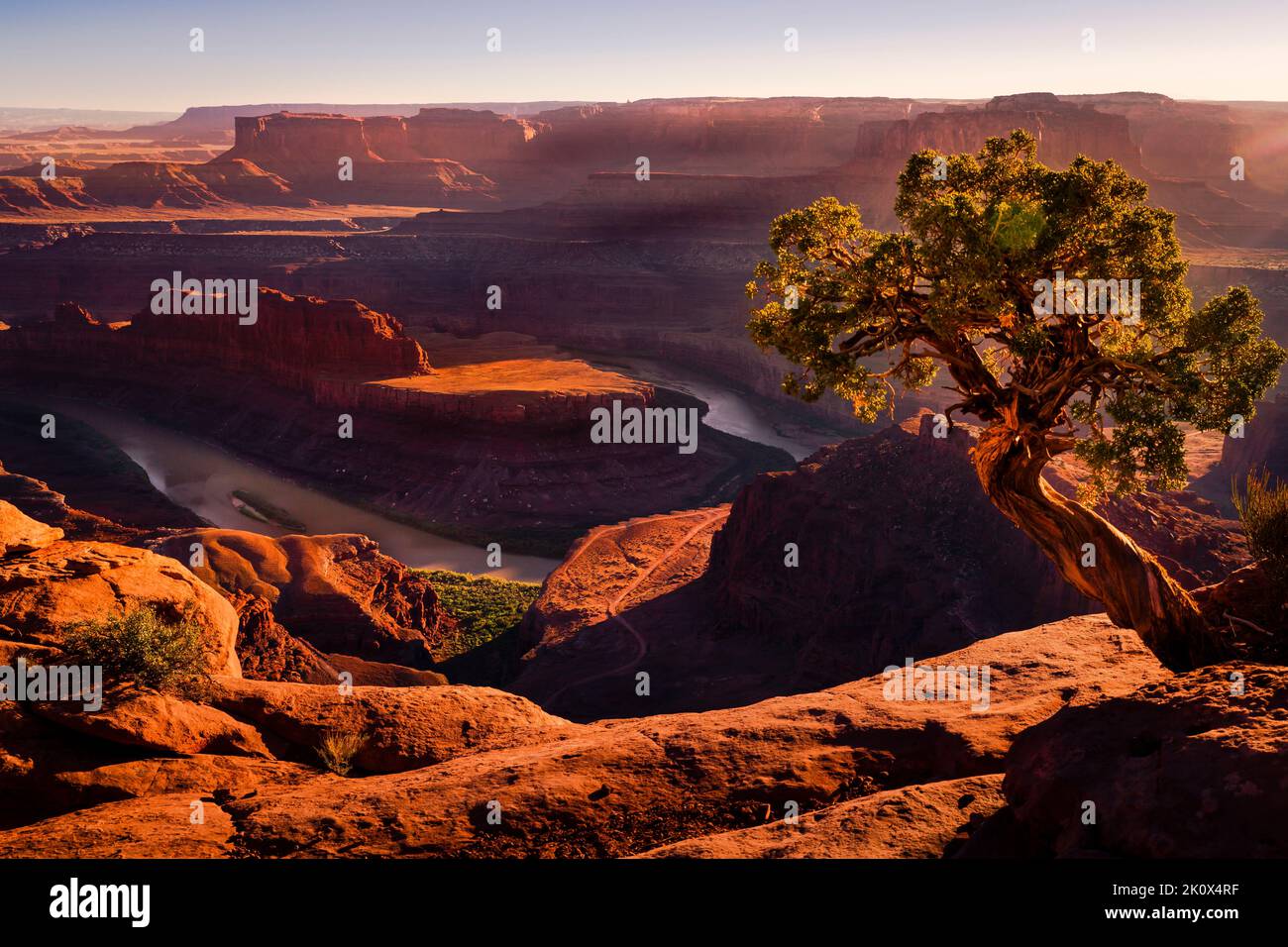 Un seul genièvre et le fleuve Colorado depuis Dead Horse au coucher du soleil, Utah, États-Unis Banque D'Images