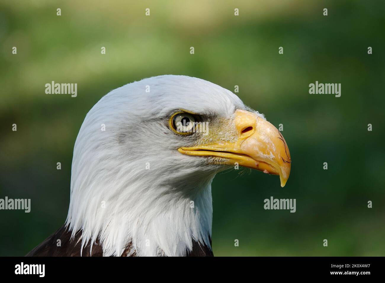 Un gros plan d'une tête d'aigle à tête blanche du sud sur un fond vert flou Banque D'Images