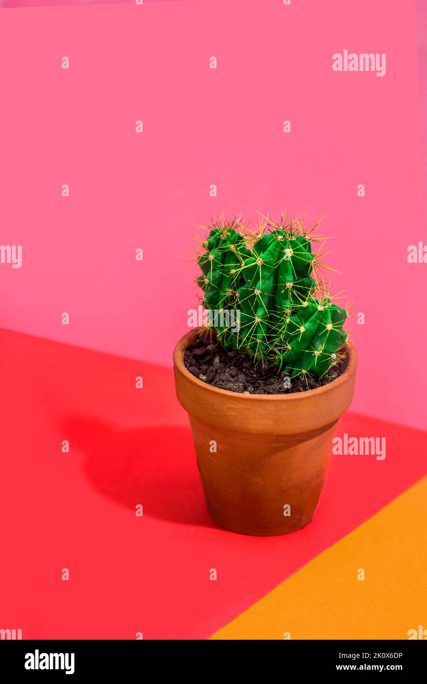 Cactus mode en pot sur fond rouge vif, rose et orange. Pop art d'été pastel minimal concept botanique créatif. Banque D'Images