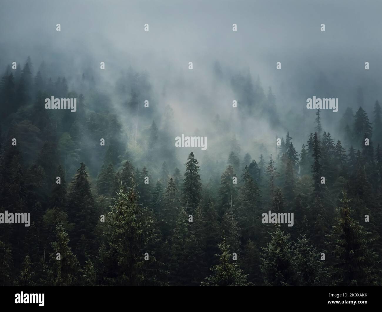 Fond de forêt de sapins brumeux illuminé. Scène paisible et moody avec des nuages de brume se déplaçant au-dessus des conifères. Paysage naturel avec bois de pin Banque D'Images