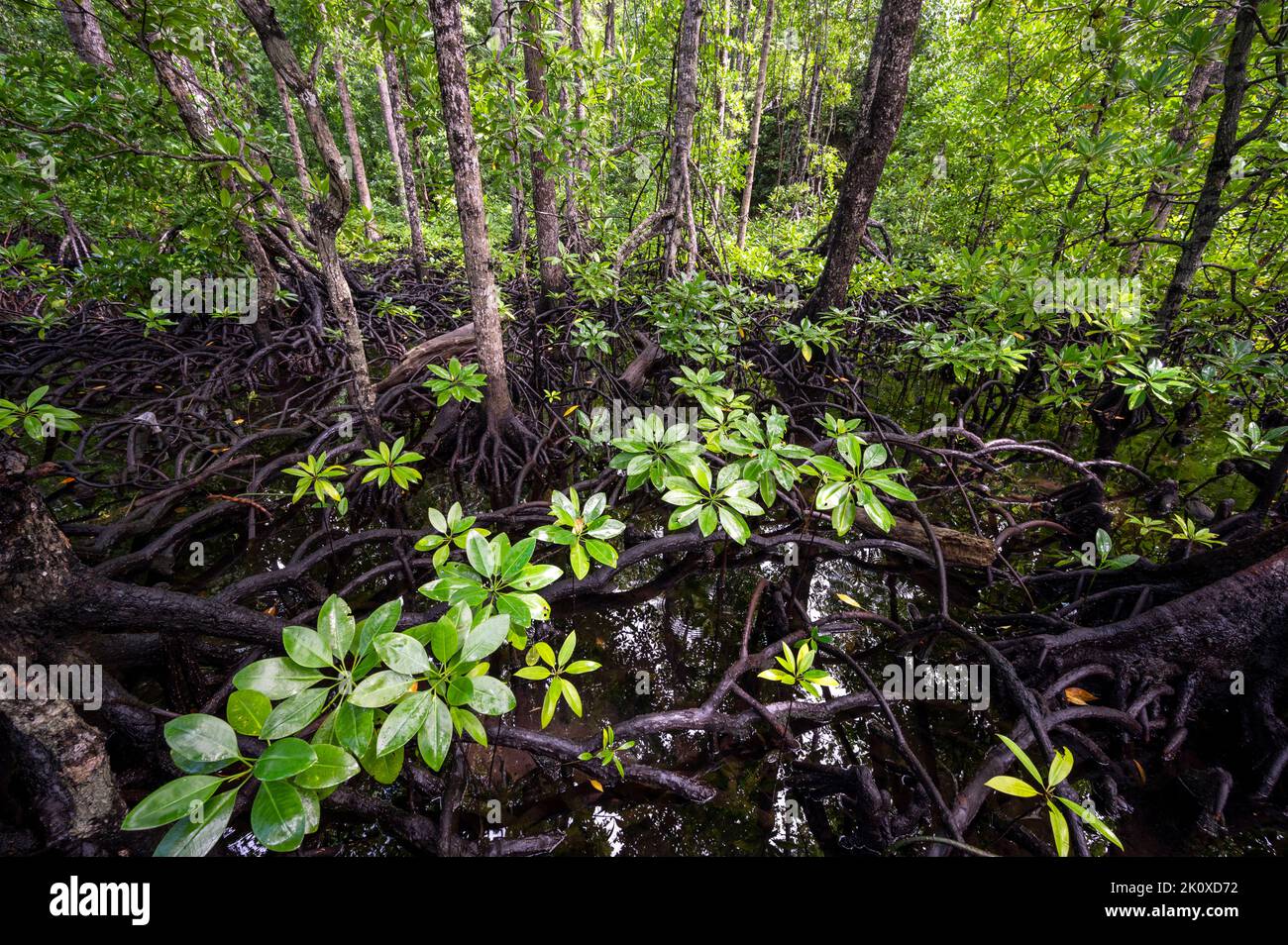 Mangroves iin Gam Island, Rhizophora stylosa, Raja Ampat, Papouasie occidentale, Indonésie Banque D'Images