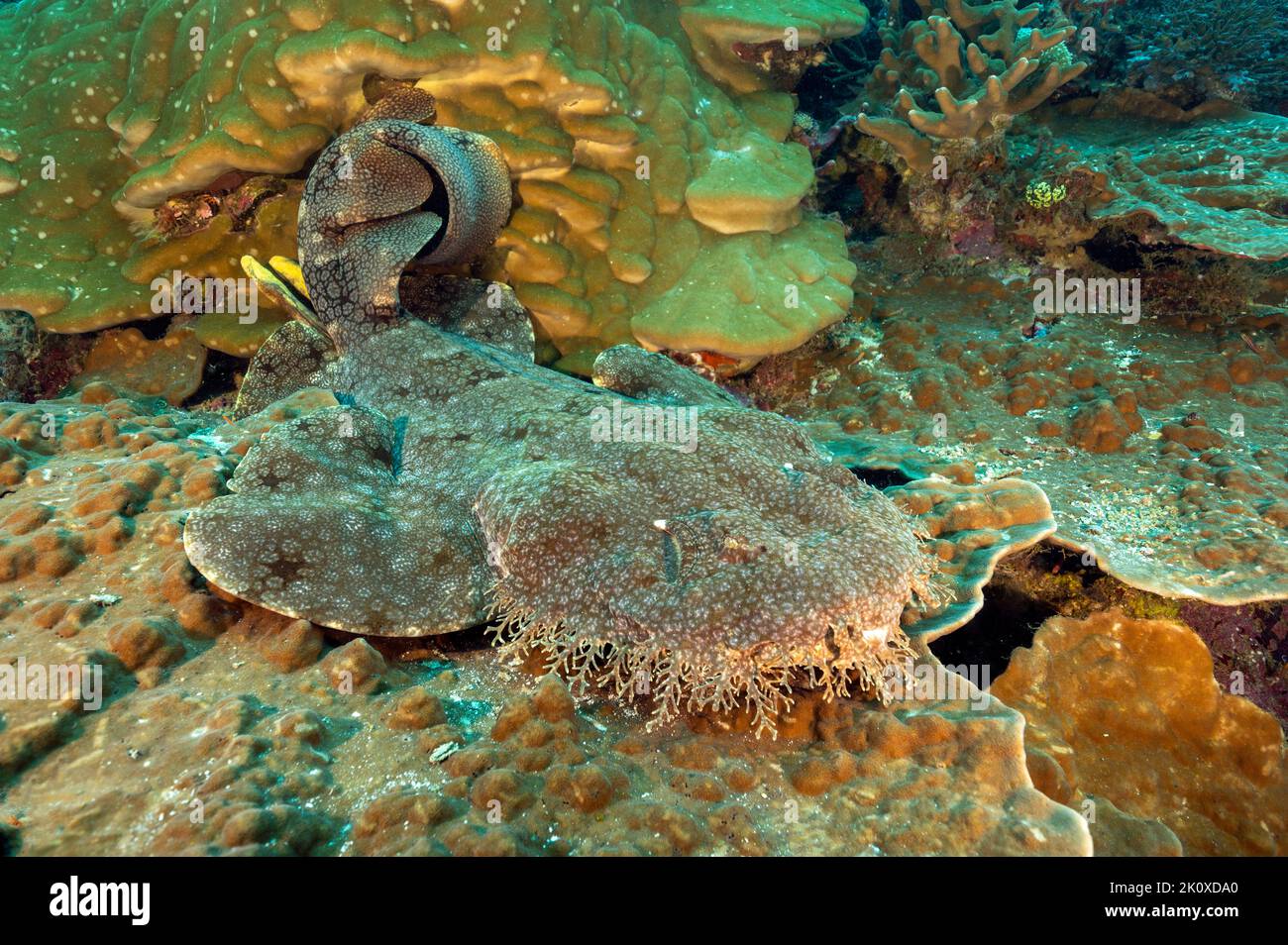 Tassled wobbegong, Eucrossorhinus dasypogon, Raja Ampat West Papua Indonesia Banque D'Images