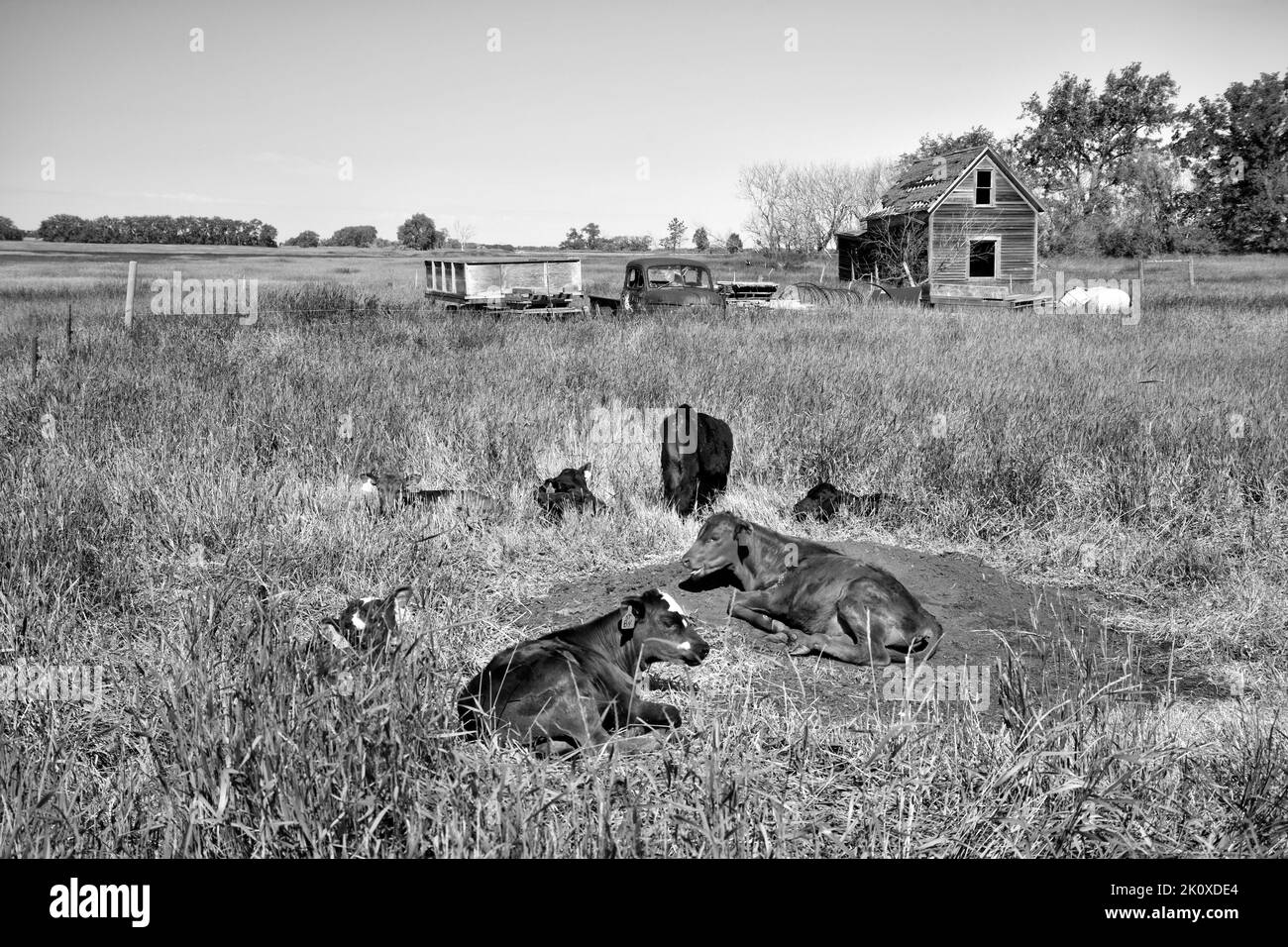 États-Unis, Great Plains, Dakota du Nord, Calfs et ferme abandonnée près du lac Devils Banque D'Images