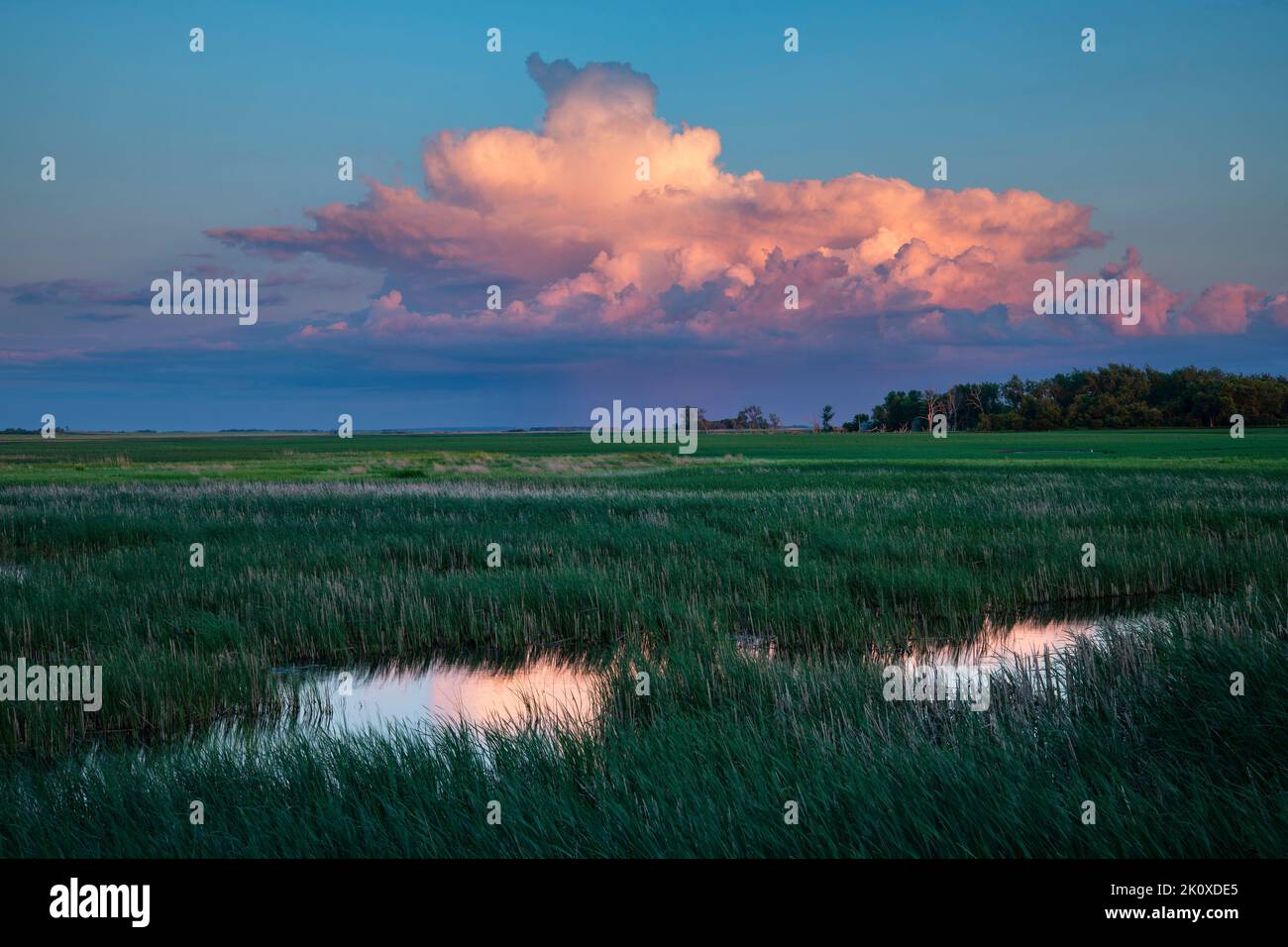 États-Unis, Great Plains, Dakota du Nord, terres humides du lac Devils Banque D'Images