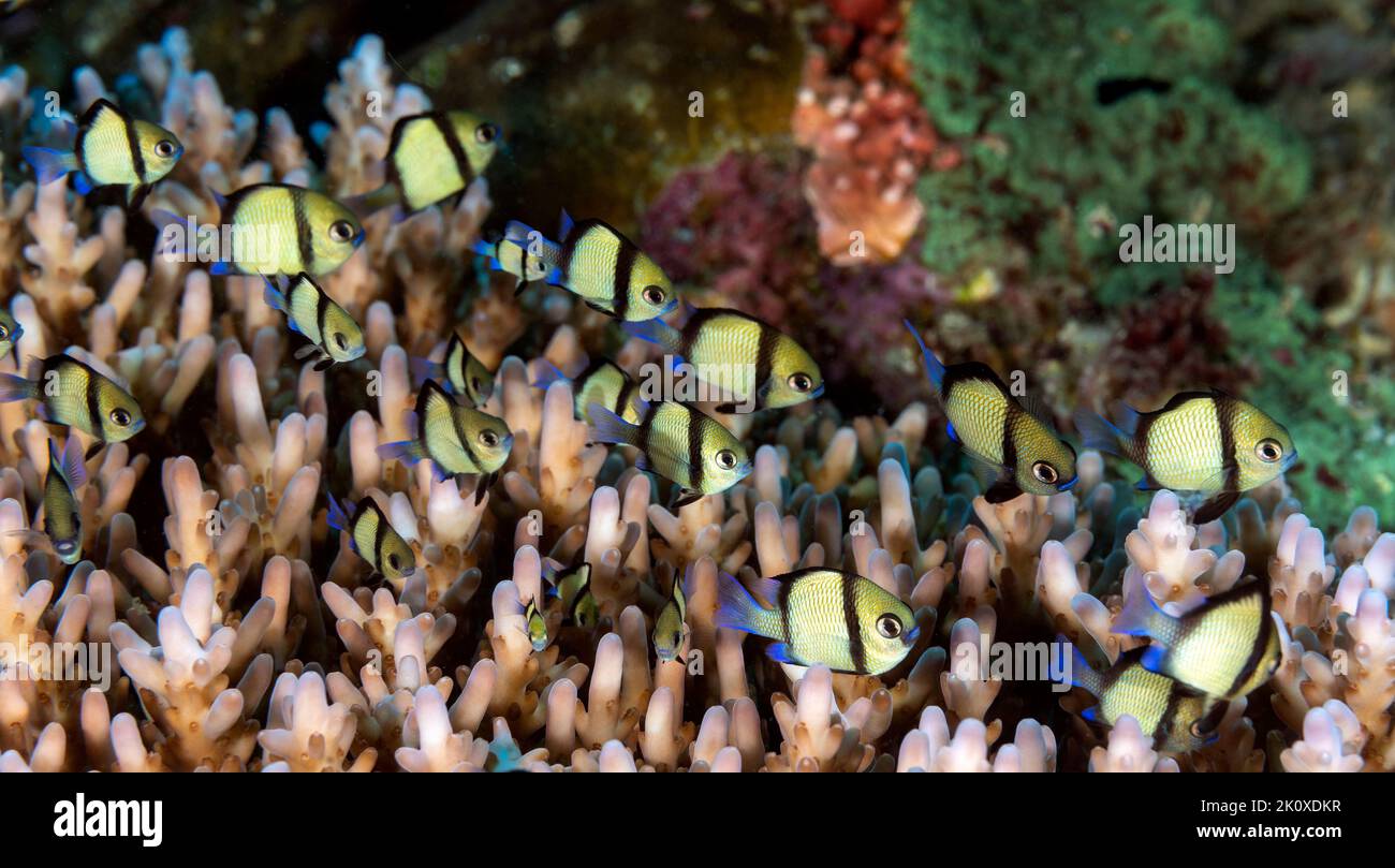 Dascyllus réticulé, Dascyllus reticulatus, Raja Ampat Indonésie Banque D'Images