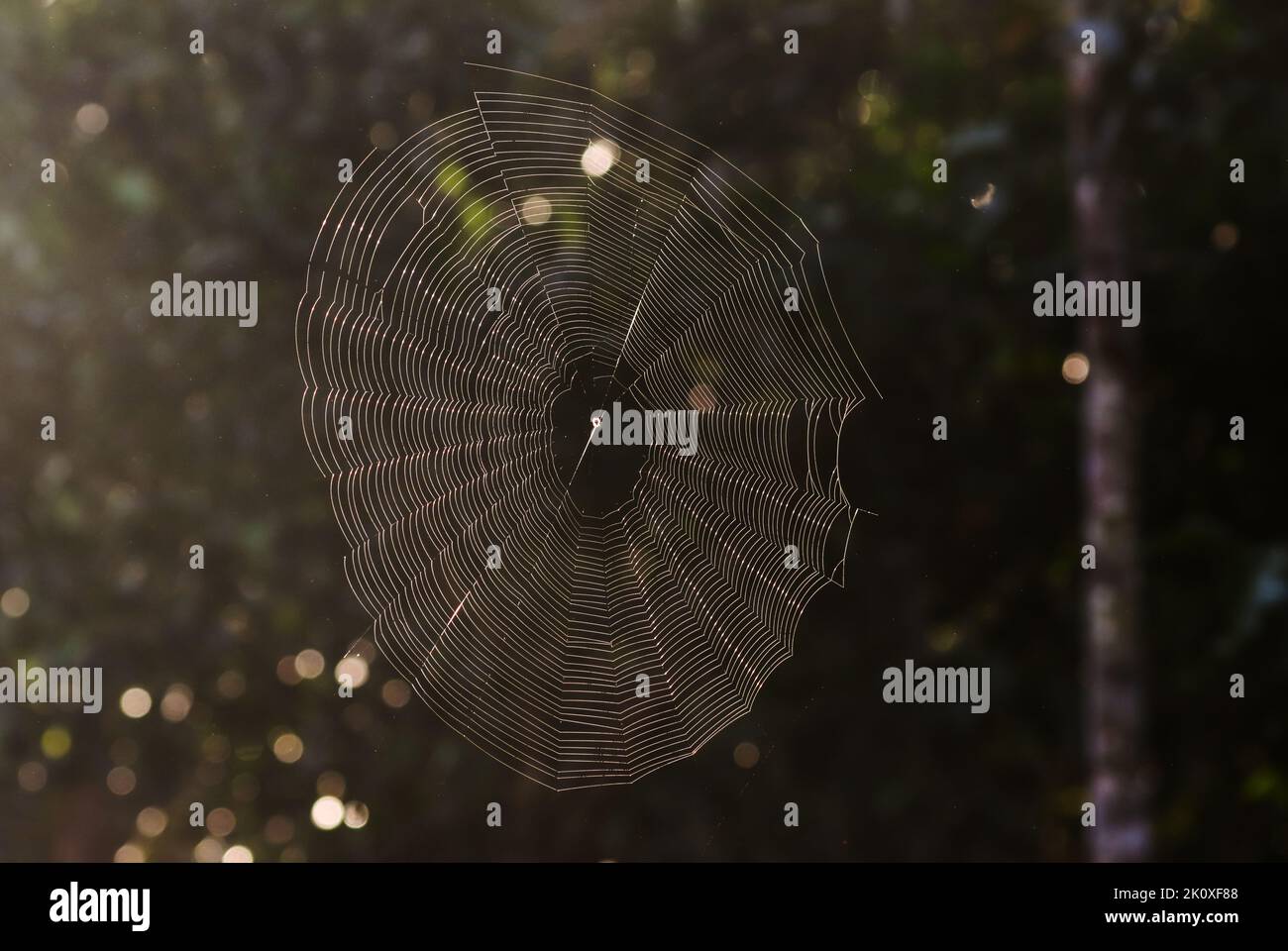 Toile d'araignée vide.cette photo a été prise du bangladesh. Banque D'Images