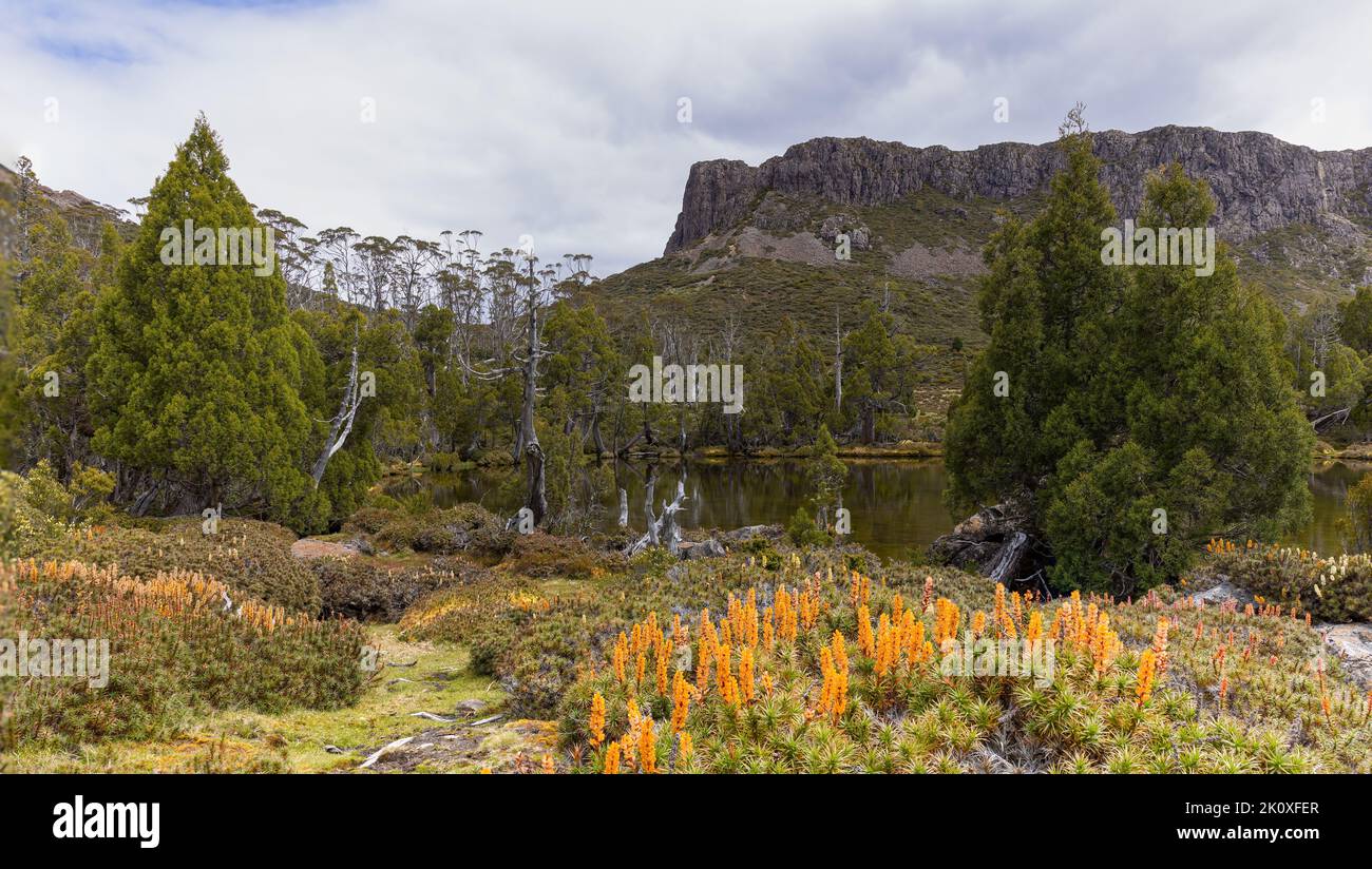 floraison de la scoparia qui grandit à la piscine de bethesda dans les murs du parc national de jérusalem Banque D'Images