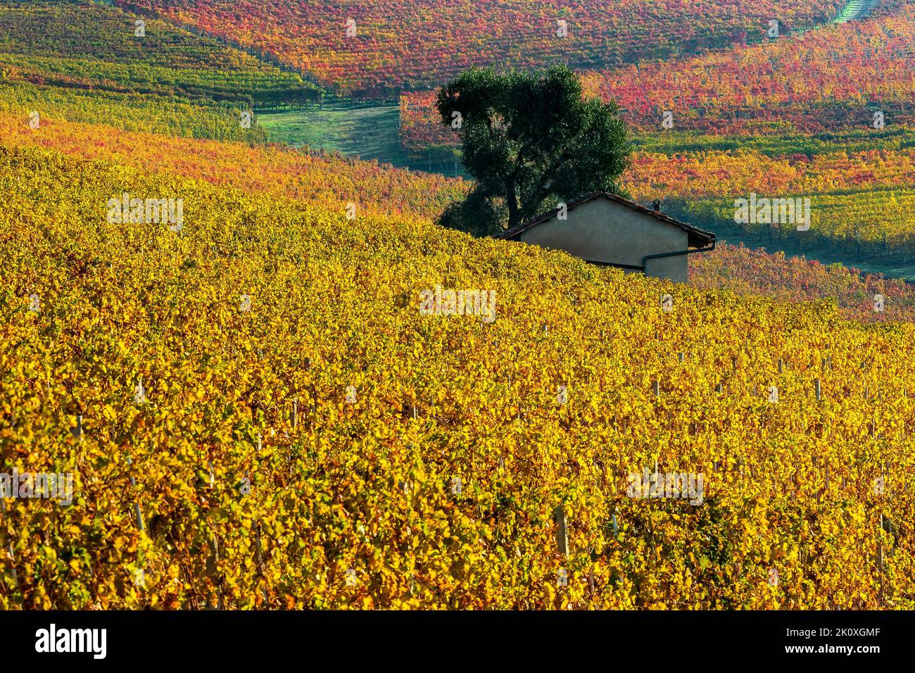 Vue sur les vignobles automnaux jaune et orange sur les collines de Langhe dans le Piémont, dans le nord de l'Italie. Banque D'Images