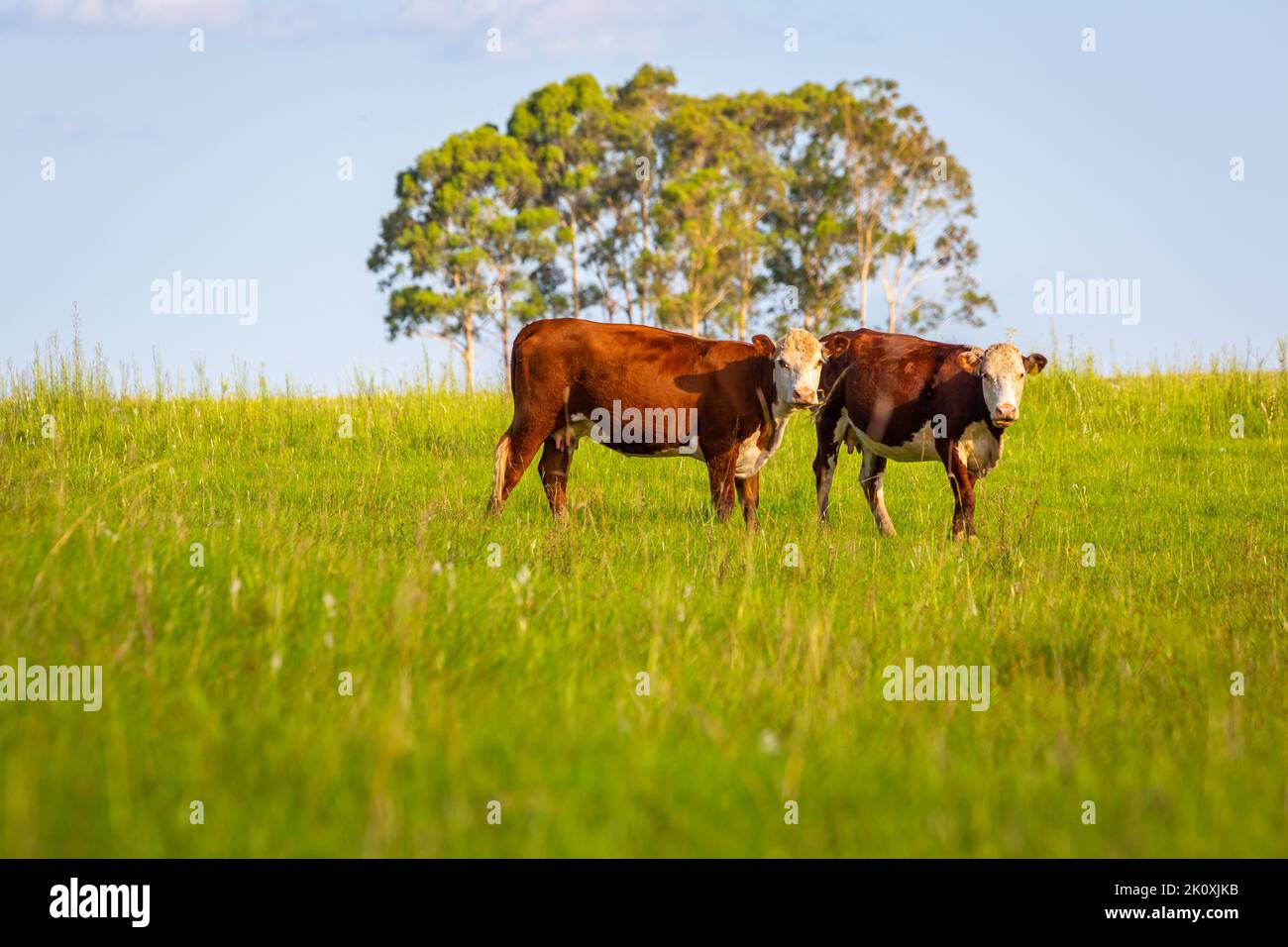 Couple de vaches au coucher du soleil, Rio Grande do Sul pampa - Sud du Brésil Banque D'Images