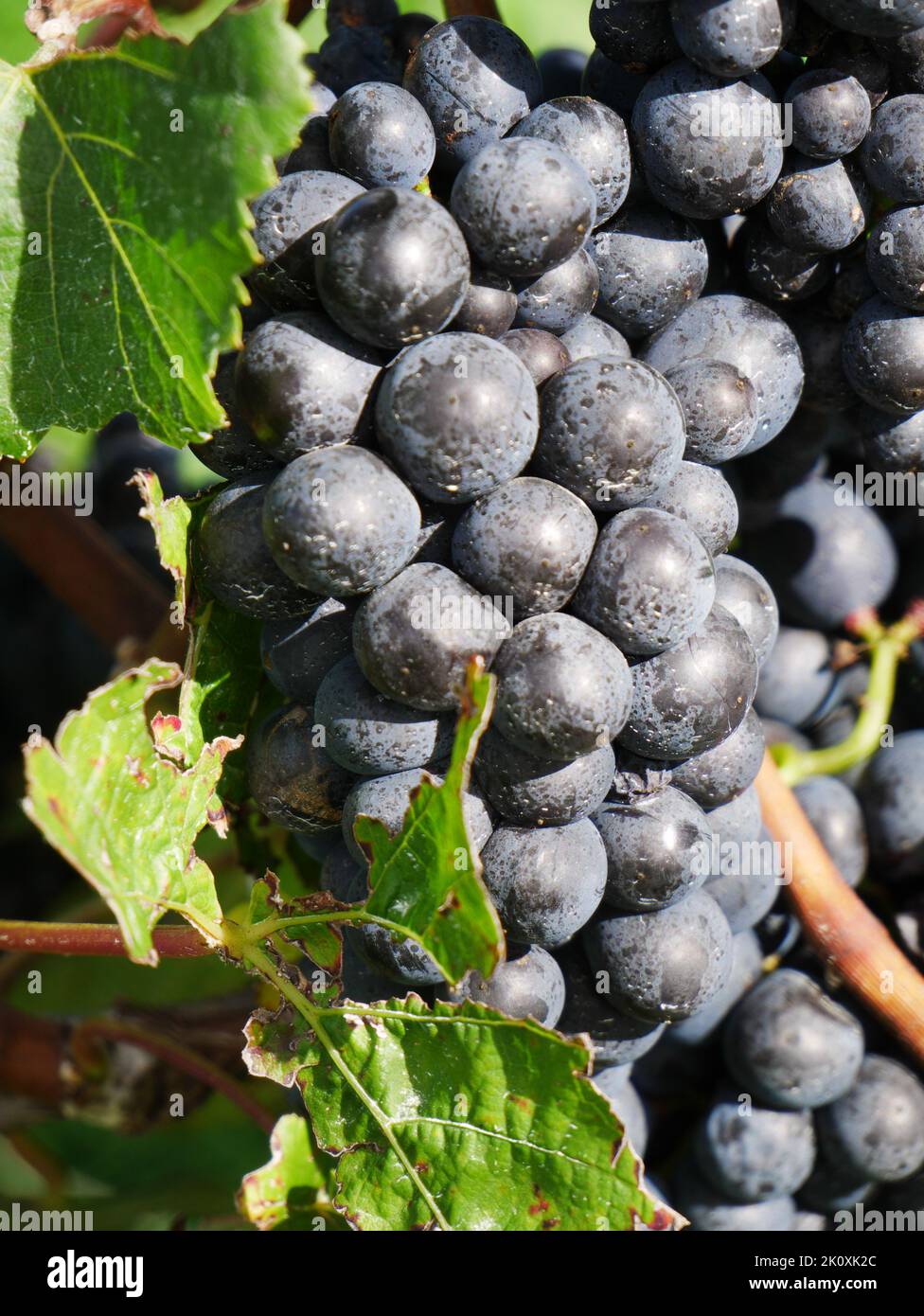 Raisins de vigne rouges prêts à récolter Cabernet Sauvignon Nouvelle-Zélande Marlborough région de Blenheim Banque D'Images