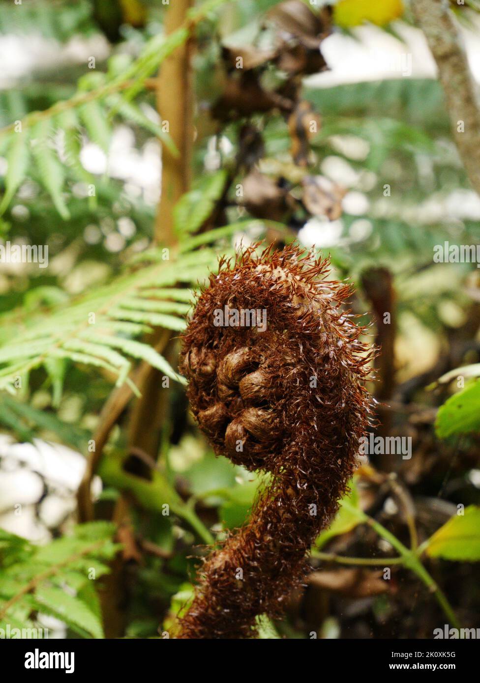 Nahaufnahme eines neuen Farnblattes - gros plan de la nouvelle fougères Banque D'Images