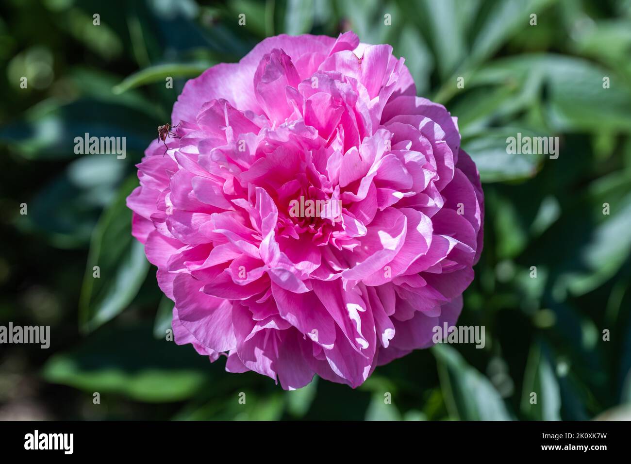 Paeonia Joker. Fleur de pivoine rose double. Banque D'Images