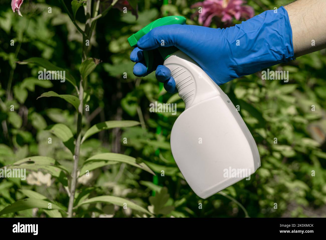 traitement dans le jardin de jeunes pousses de roses des pucerons, des blanchies et des insectes nuisibles Banque D'Images