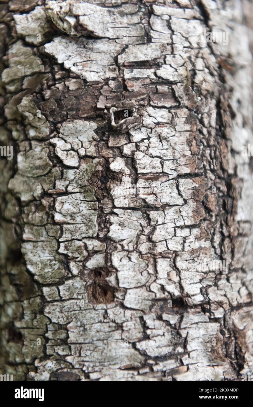 Tronc d'arbre de bois de bouleau ancien (Betula) sur le sol forestier avec écorce blanche qui s'écaille Banque D'Images