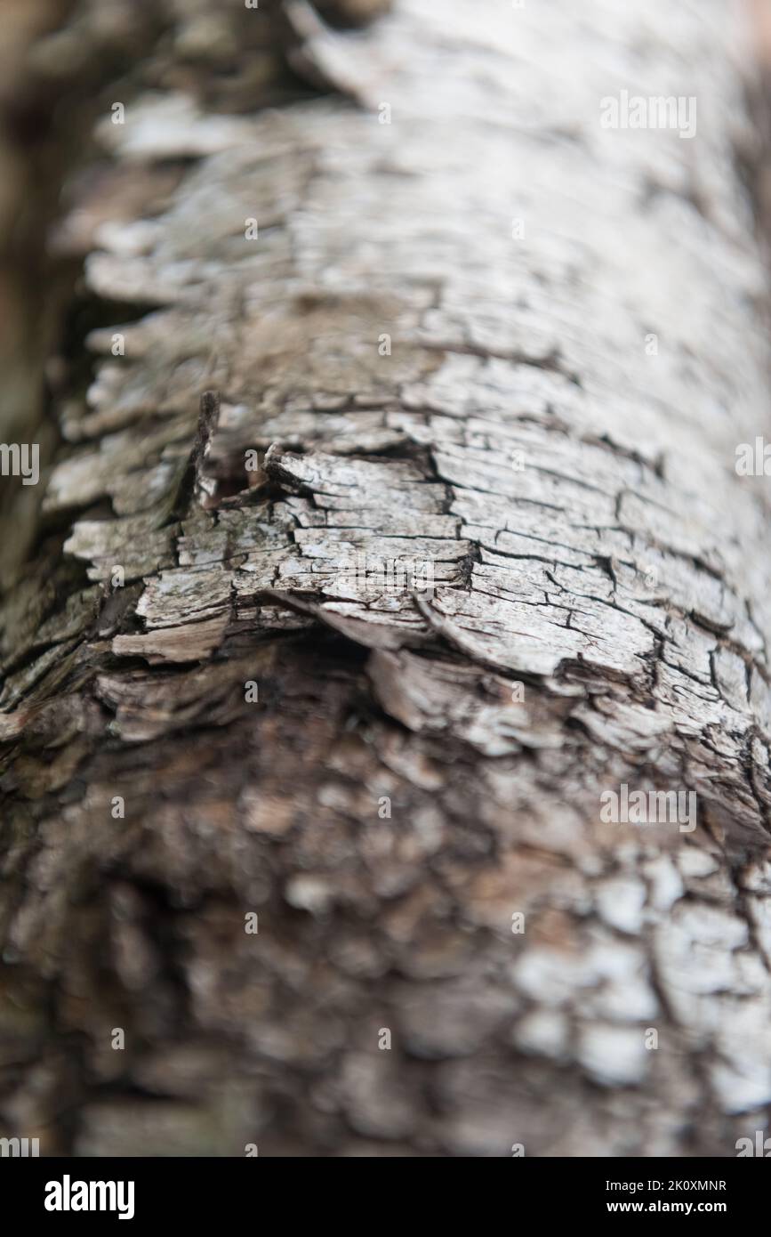 Tronc d'arbre de bois de bouleau ancien (Betula) sur le sol forestier avec écorce blanche qui s'écaille Banque D'Images