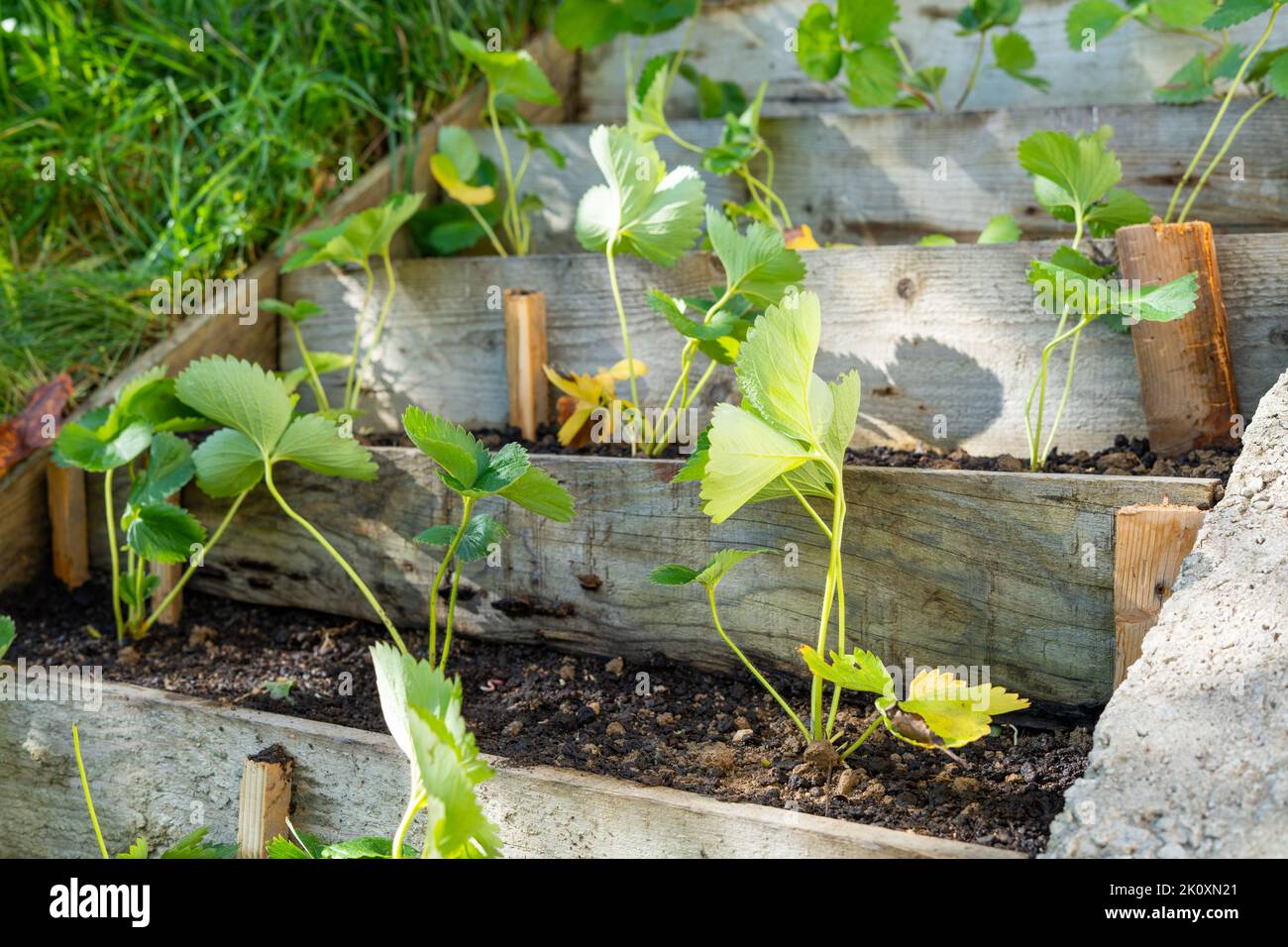 Semis de fraise nouvellement plantés dans le jardin avec des rangées décalées Banque D'Images