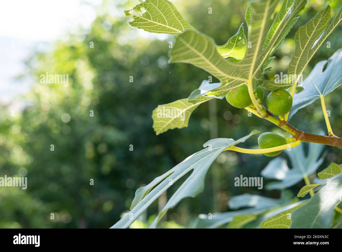 Fruit de figues non mûr avec un arrière-plan flou Banque D'Images