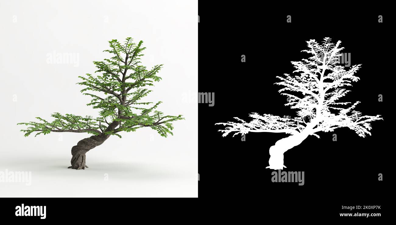 3D illustration de Zanthoxylum pipéritum bonsai isolé sur blanc et son masque Banque D'Images