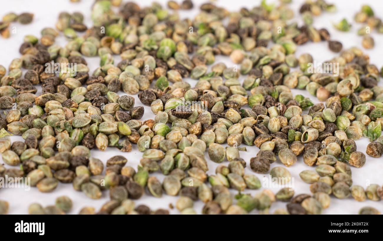gros plan des graines de cannabis, macro grain de chanvre. Banque D'Images