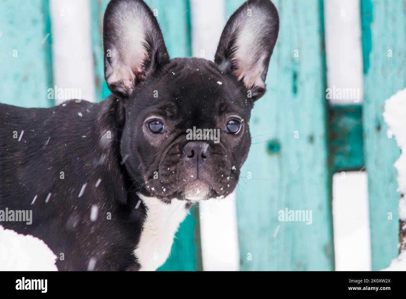 Chien drôle chien boudogue français chiot gros plan dans la neige avec des flocons de neige en chute. Banque D'Images