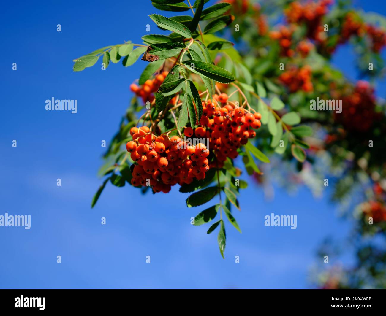 Baies sur un arbre de rowan. Journée chaude en été. Baies rouges sur une cendre de montagne ou rowan, Sorbus aucuparia. Banque D'Images